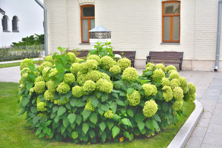A lush shrub of large-flowered hydrangea garden on the lawn