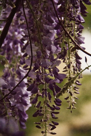 Plant of wisteria, flower, white or leaves on the scene  Wet from rainの写真素材