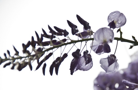 Plant of wisteria, flower, white or leaves on the scene  Wet from rainの写真素材