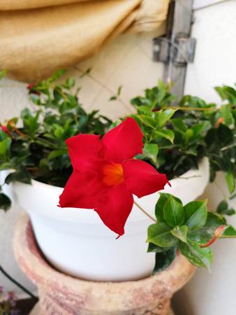 Red beautiful flowerの写真素材