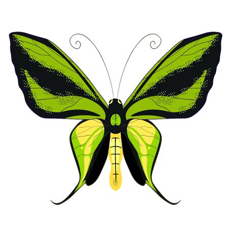 Ornithoptera paradisea, butterfly wings of a bird of paradise vector illustrationのイラスト素材