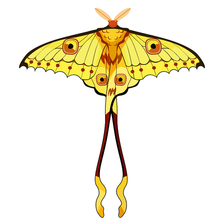 Butterfly Madagascar comet moth moon  vector illustrationのイラスト素材