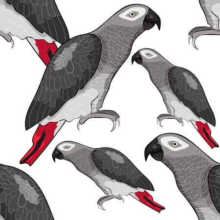 A Seamless pattern Jaco parrot red  Africa  Vector illustrationのイラスト素材