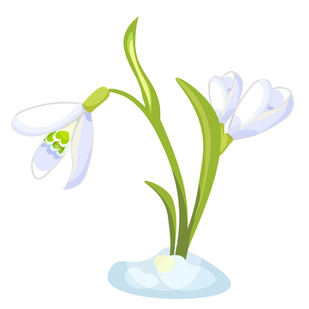 Snowdrop flower blossomed with leaves Vector illustrationのイラスト素材