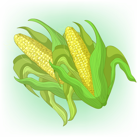 card couple Corn in the cob with leaves  Vector illustrationのイラスト素材