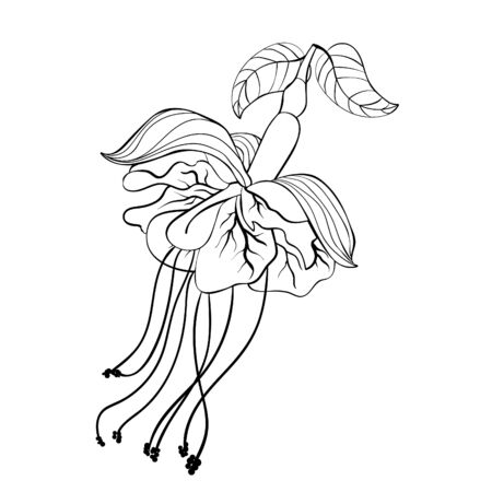 Coloring fuchsia flower hybrid ballerina  Vector illustrationのイラスト素材