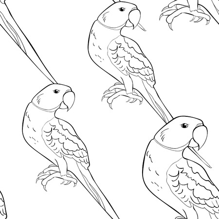 Seamless pattern coloring Indian ringed parrot ozherelovy parrot . Vector illustrationのイラスト素材
