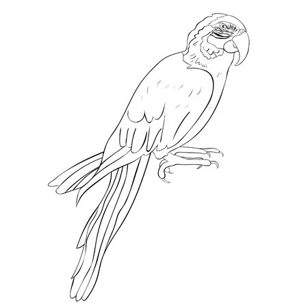Parrot in colouring style illustration.のイラスト素材