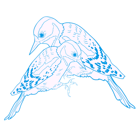 couple great spotted woodpecker young vector illustrationのイラスト素材
