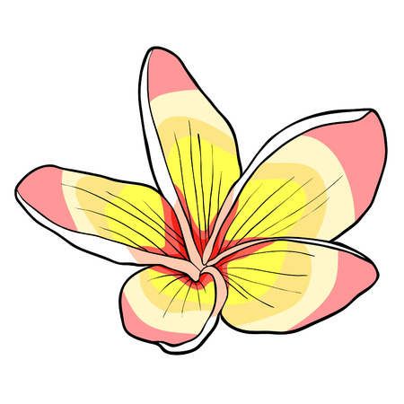 Hawaiian plumeria flower an exotic  vector illustrationのイラスト素材
