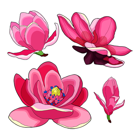 Set magnolia flowers red garden decorative vector illustrationのイラスト素材