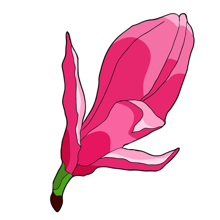 Bud magnolia flower red garden decorative vector illustration.のイラスト素材