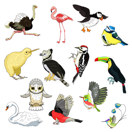 Set of ostrich, flamingo, todi, owl, toucan, bluegrass tit, kiwi bird, harpy, bullfinch, woodpecker, swan, hummingbird. vector illustrationのイラスト素材