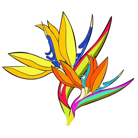 strelitzia bird of paradise flower  vector illustrationのイラスト素材