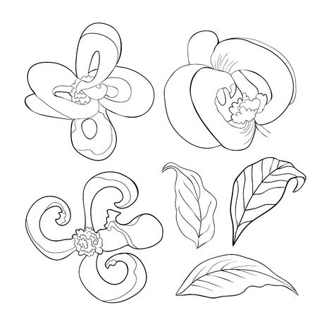 Set coloring with Florida dogwood flower. vector illustration.のイラスト素材