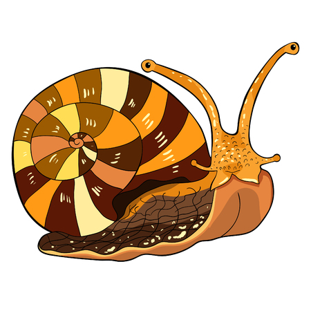 the insect snail gastropod mollusk  vector illustrationのイラスト素材