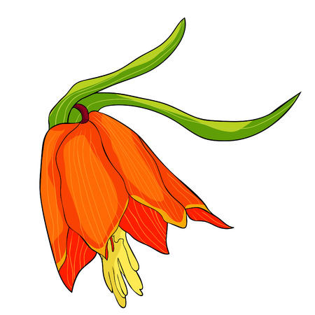 the Fritillaria imperialis flower paradise tree  vector illustrationのイラスト素材