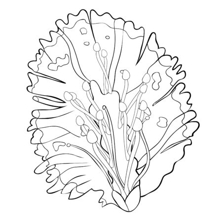 Willow coloring of flower spring vector illustrationのイラスト素材