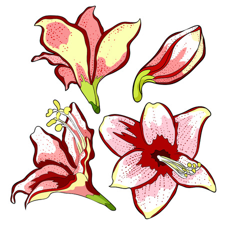 set  is hippeastrum amaryllis flower.  vector  illustrationのイラスト素材