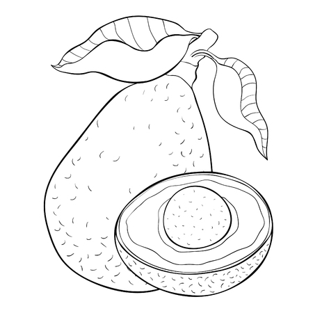 coloring exotic fruit of tropical avocado  vector illustrationのイラスト素材