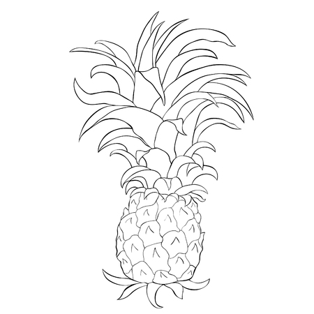 coloring  exotic tropical pineapple fruit  vector illustrationのイラスト素材