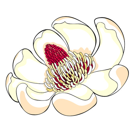 Magnolia obovate flower in bloom vector illustrationのイラスト素材