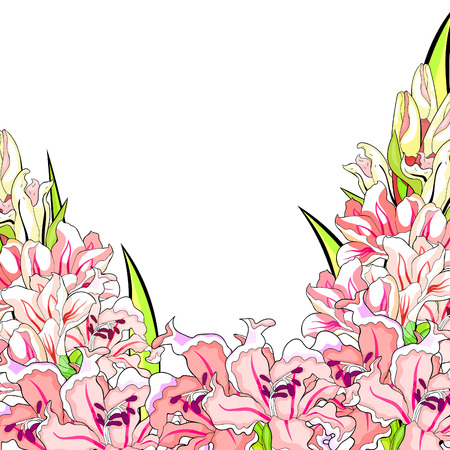 the is card gladiolus flower natural vector illustrationのイラスト素材