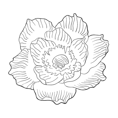 coloring flower bloom japanese anemone vector illustrationのイラスト素材