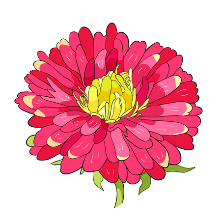Michaelmas daisy aster spring Flower vector illustrationのイラスト素材