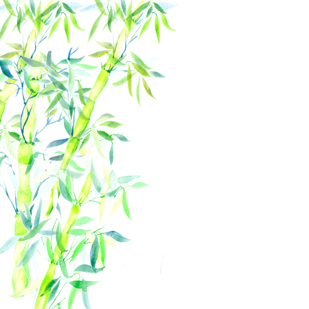 card green bamboo chinese plant watercolor illustrationの写真素材