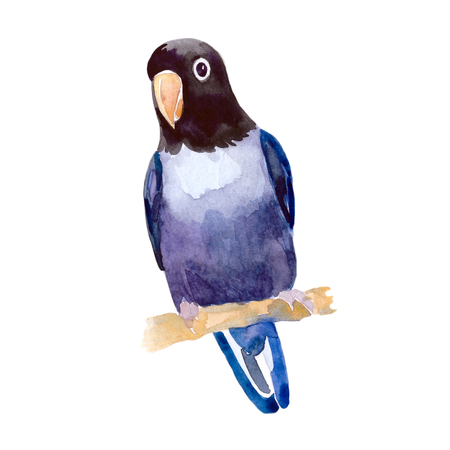 exotic africa Parrot lovebird masked watercolor illustrationの写真素材