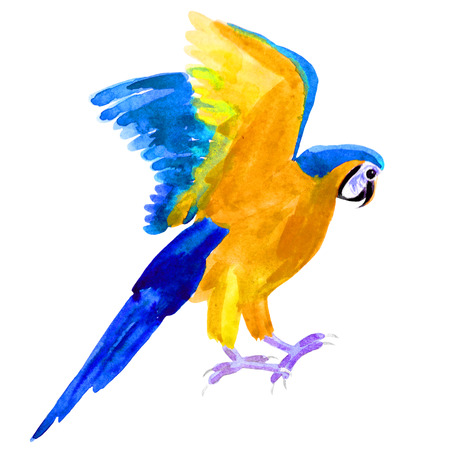 Macaw a parrot yellow blue araruna. watercolor illustrationの写真素材
