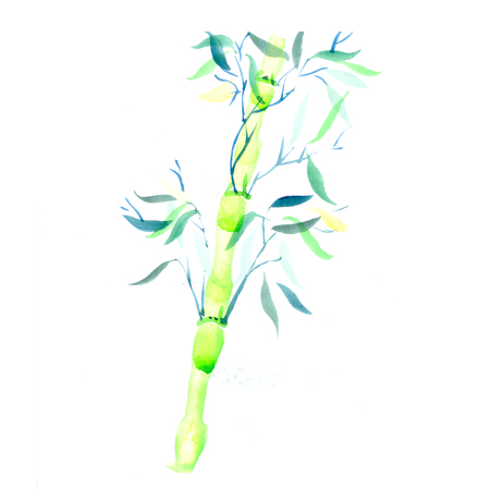 the green bamboo chinese plant watercolor illustrationの写真素材