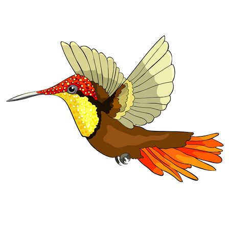 Hummingbird Chrysolampis mosquitus Ruby bird small  vector illustrationのイラスト素材