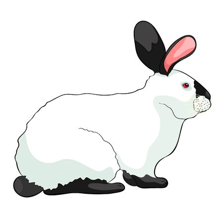 the home pet Californian rabbit vector illustrationのイラスト素材