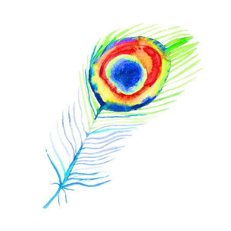 the is peacock bird feather watercolor illustrationの写真素材