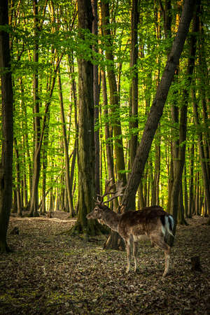 Deer in the forest during the summer season. Nature background.の写真素材