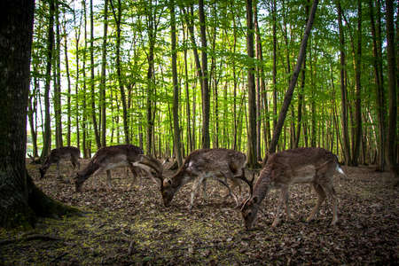 A group of fallow deer, capreolus capreolus, grazing in the forest.の写真素材