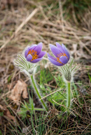 Pulsatilla grandis (Pulsatilla grandis)の写真素材