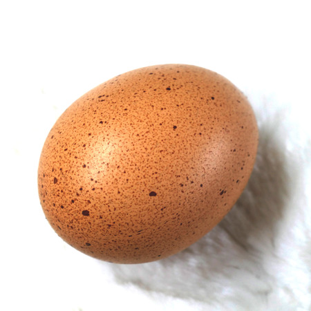 Single egg on sheepskinの写真素材