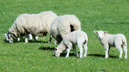 Sheep in springの写真素材