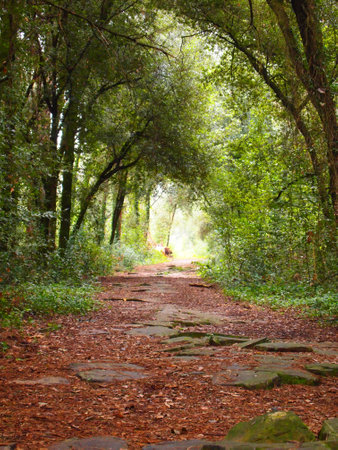 Roman road in the pine forest