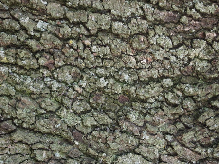 Picture of a tree bark