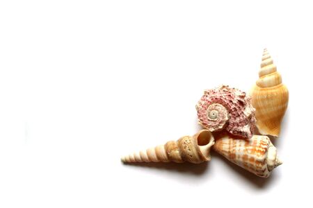 Seashells on the white background