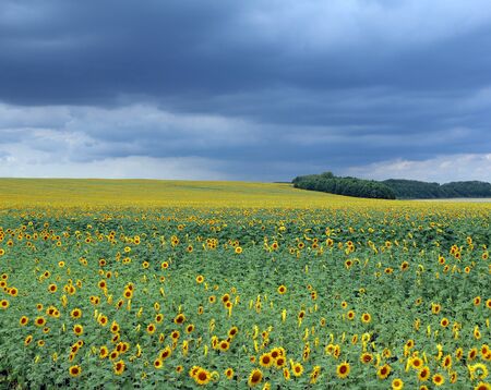 Field of sunflowers before the rainの写真素材