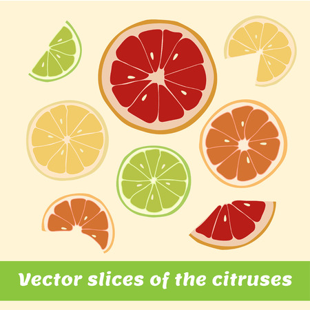 Vector slices of the citrusesのイラスト素材