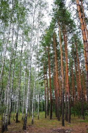 The boundary of birch and pine forestsの写真素材