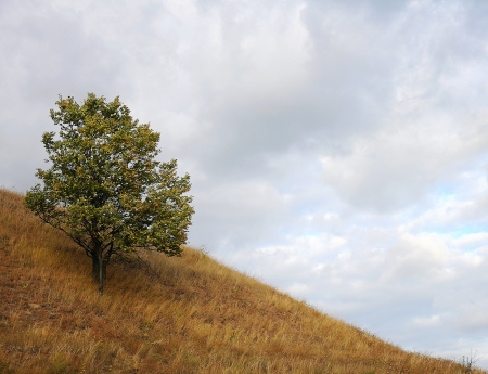 Lonely tree on the hillsideの写真素材