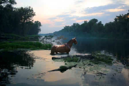 horse bathed at night in the overgrown pondの写真素材