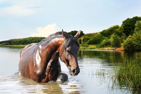 Redhead strong horse out of the waterの写真素材